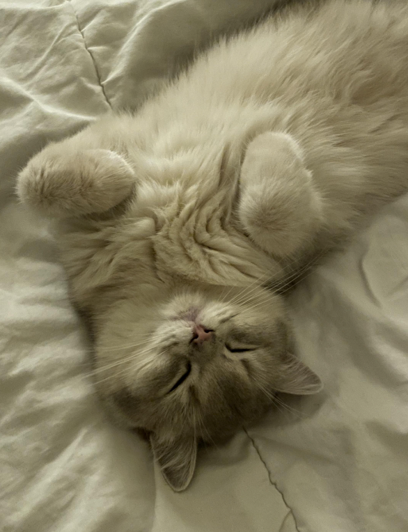 Cheezburger Image 10620530944