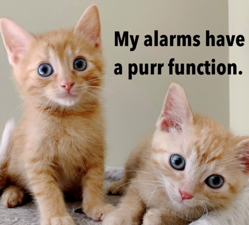 My alarms have a purr function.