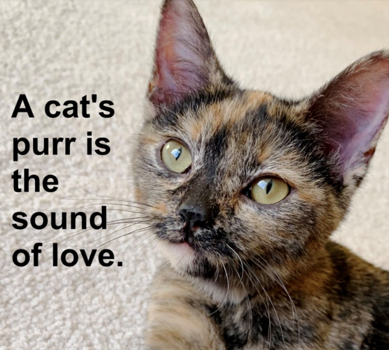 A cat's purr is the sound of love.