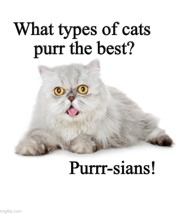 What types of cats purr the best? imgflip.com Purrr-sians!