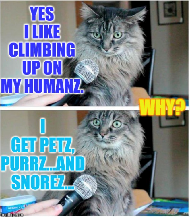 YES I LIKE CLIMBING UP ON MY HUMANZ n GET PETZ PURRZ....AND SNOREZ AMERICA imgflip.com WHY?