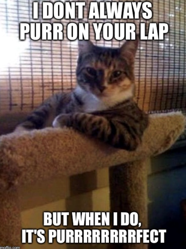 I DONT ALWAYS PURR ON YOUR LAP mgflip.com BUT WHEN I DO, IT'S PURRRRRRRRFECT