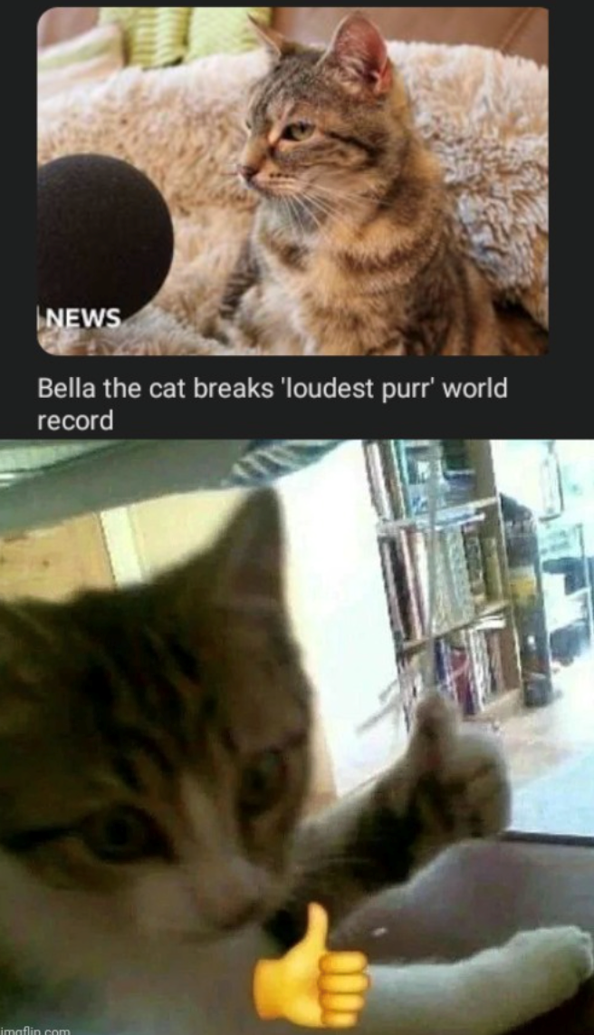 NEWS Bella the cat breaks 'loudest purr' world record imaflin.com