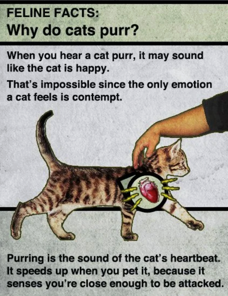 FELINE FACTS: Why do cats purr? When you hear a cat purr, it may sound like the cat is happy. That's impossible since the only emotion a cat feels is contempt. Purring is the sound of the cat's heartbeat. It speeds up when you pet it, because it senses you're close enough to be attacked.