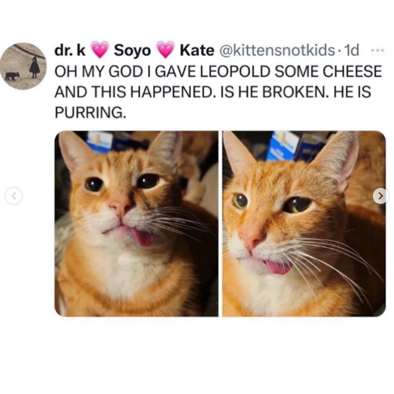 dr. k Soyo Kate @kittensnotkids. 1d OH MY GOD I GAVE LEOPOLD SOME CHEESE AND THIS HAPPENED. IS HE BROKEN. HE IS PURRING. >