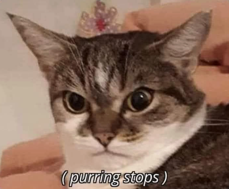 (purring stops)