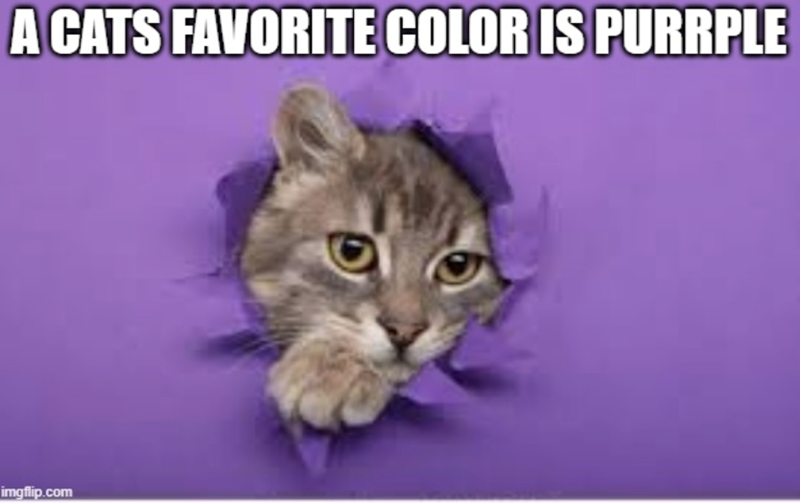 A CATS FAVORITE COLOR IS PURRPLE imgflip.com