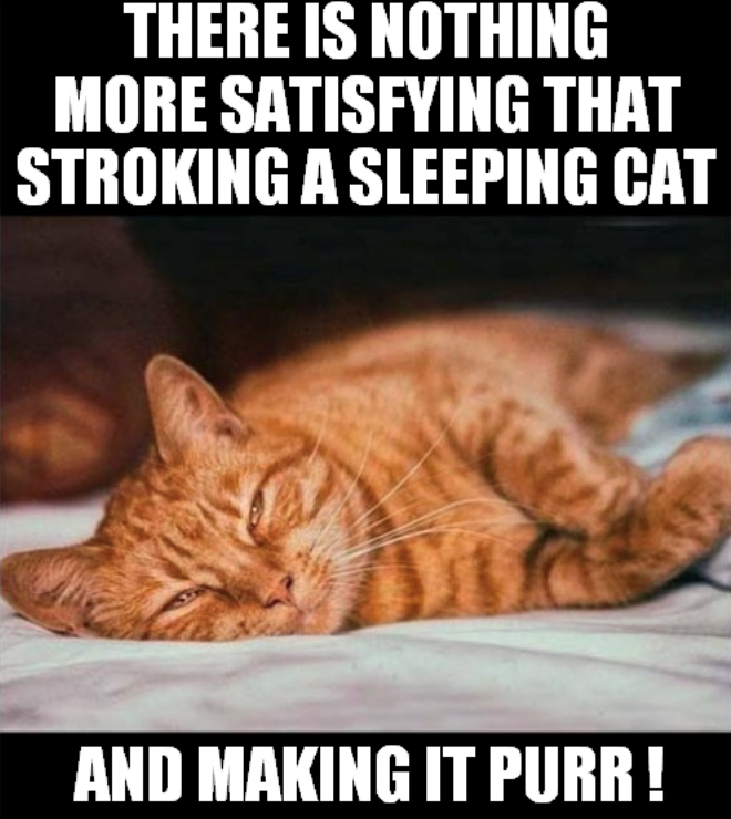 THERE IS NOTHING MORE SATISFYING THAT STROKING A SLEEPING CAT AND MAKING IT PURR!
