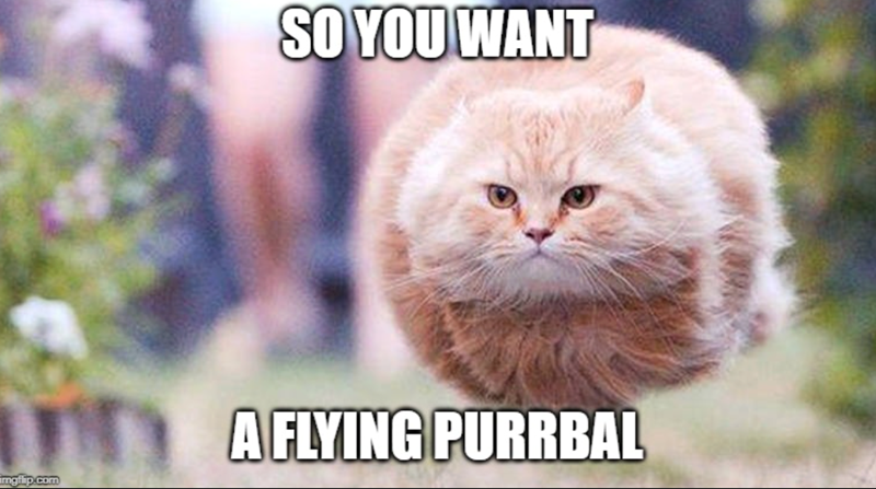 imgflip.com SO YOU WANT AFLYING PURRBAL