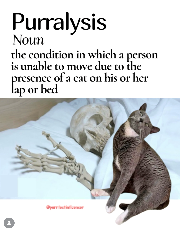 Purralysis Noun the condition in which a person is unable to move due to the presence of a cat on his or her lap or bed @purrfectinfluencer