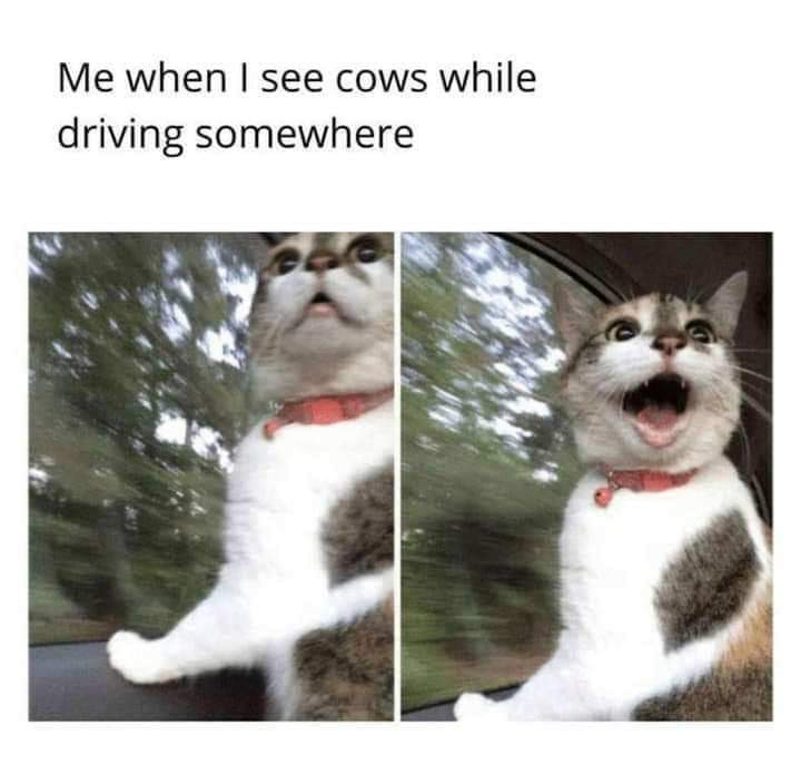 Me when I see cows while driving somewhere
