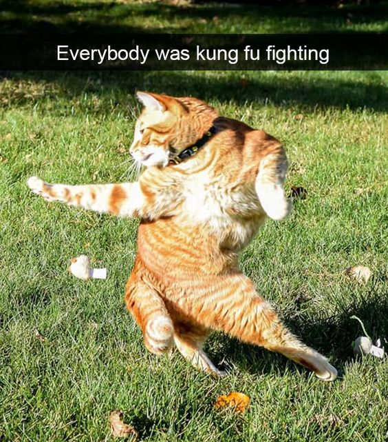 Everybody was kung fu fighting