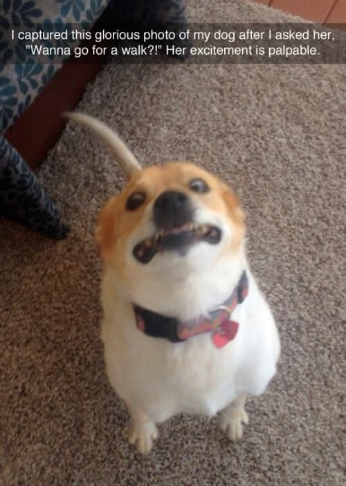 I captured this glorious photo of my dog after I asked her, "Wanna go for a walk?!" Her excitement is palpable.