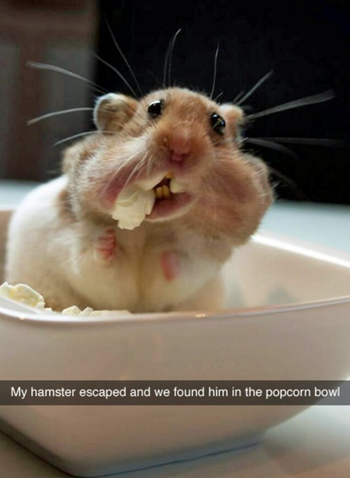 My hamster escaped and we found him in the popcorn bowl