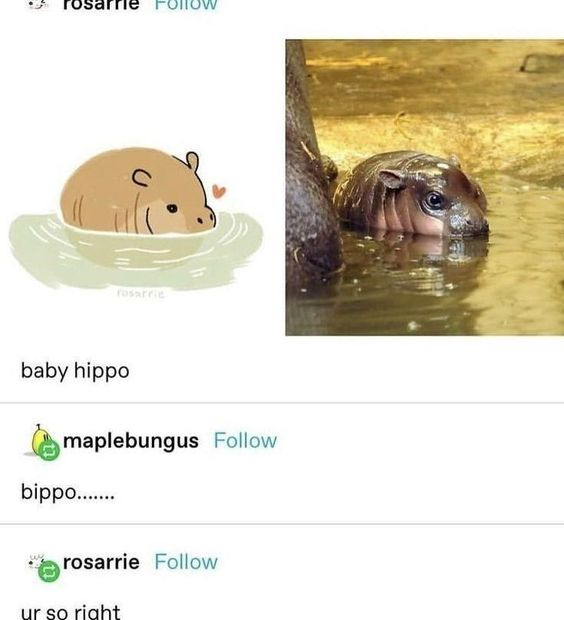 rosarrie baby hippo maplebungus Follow bippo........ rosarrie Follow ur so right