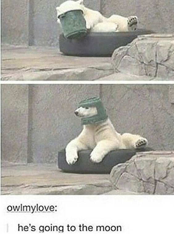 owlmylove: he's going to the moon