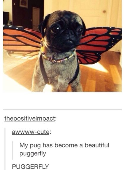 thepositiveimpact: awwww-cute: My pug has become a beautiful puggerfly PUGGERFLY