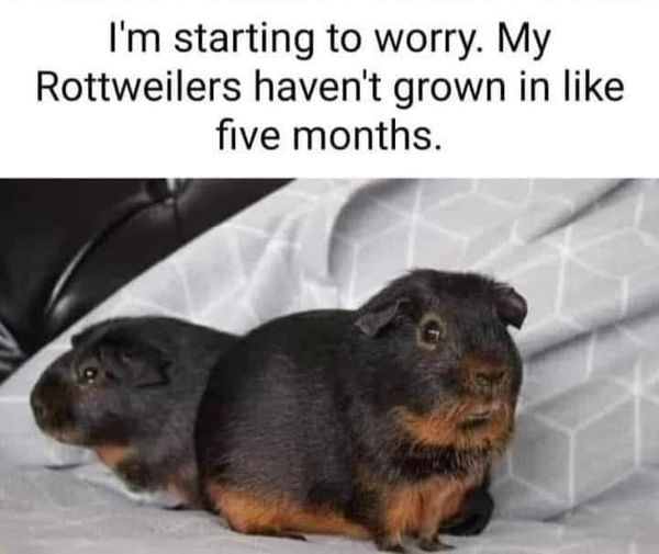 I'm starting to worry. My Rottweilers haven't grown in like five months.