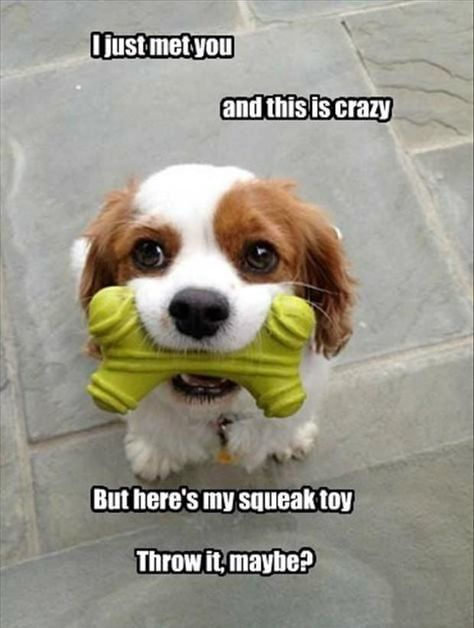 Ijust met you and this is crazy But here's my squeak toy Throw it, maybe?