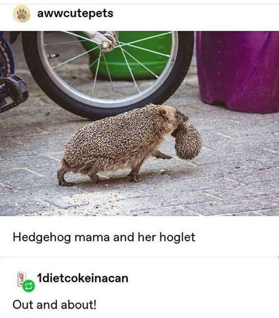 awwcutepets Hedgehog mama and her hoglet 1dietcokeinacan Out and about!