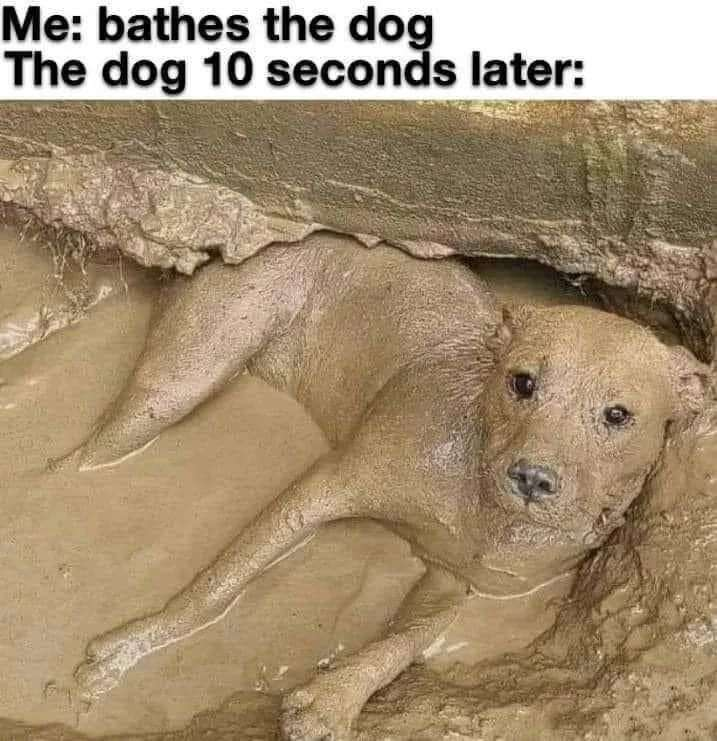 Me: bathes the dog The dog 10 seconds later: