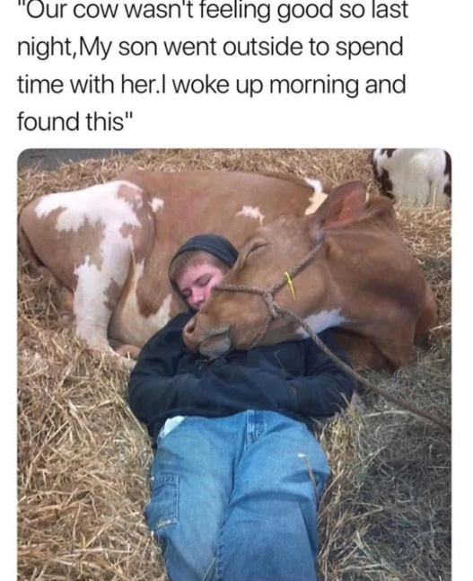 "Our cow wasn't feeling good so last night, My son went outside to spend time with her.I woke up morning and found this"