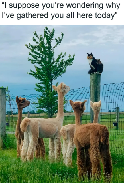 "I suppose you're wondering why I've gathered you all here today"