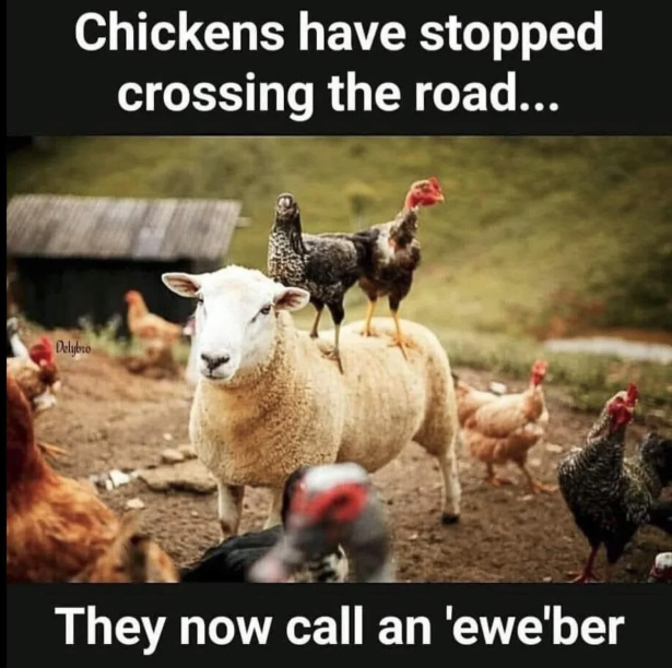 Chickens have stopped crossing the road... Delybro They now call an 'ewe'ber