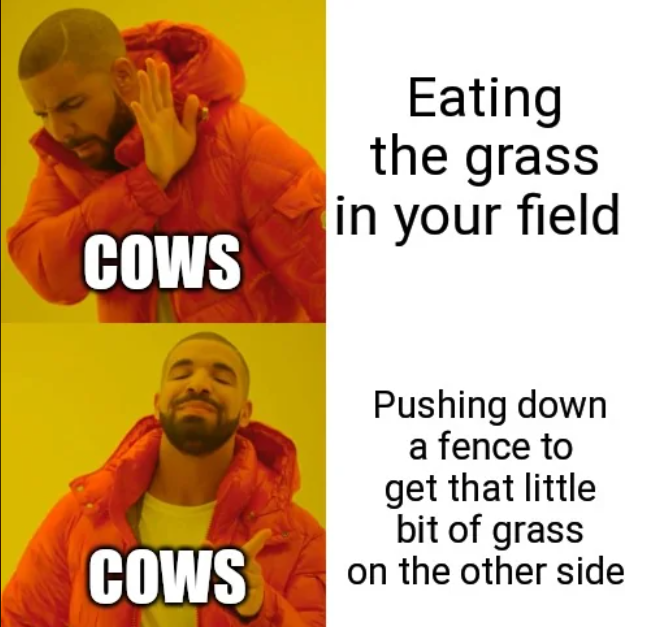 COWS Eating the grass in your field Pushing down a fence to get that little bit of grass COWS on the other side