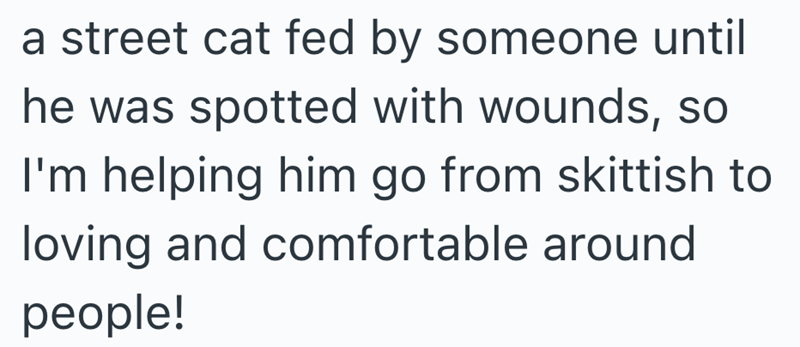 a street cat fed by someone until he was spotted with wounds, so I'm helping him go from skittish to loving and comfortable around people!