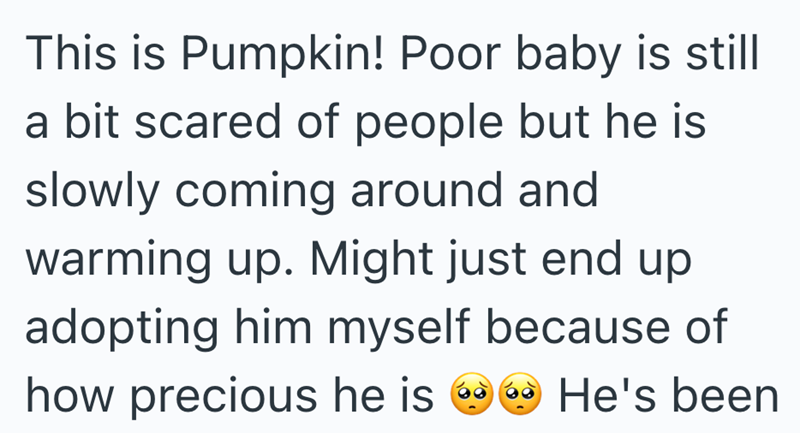 This is Pumpkin! Poor baby is still a bit scared of people but he is slowly coming around and warming up. Might just end up adopting him myself because of how precious he is He's been