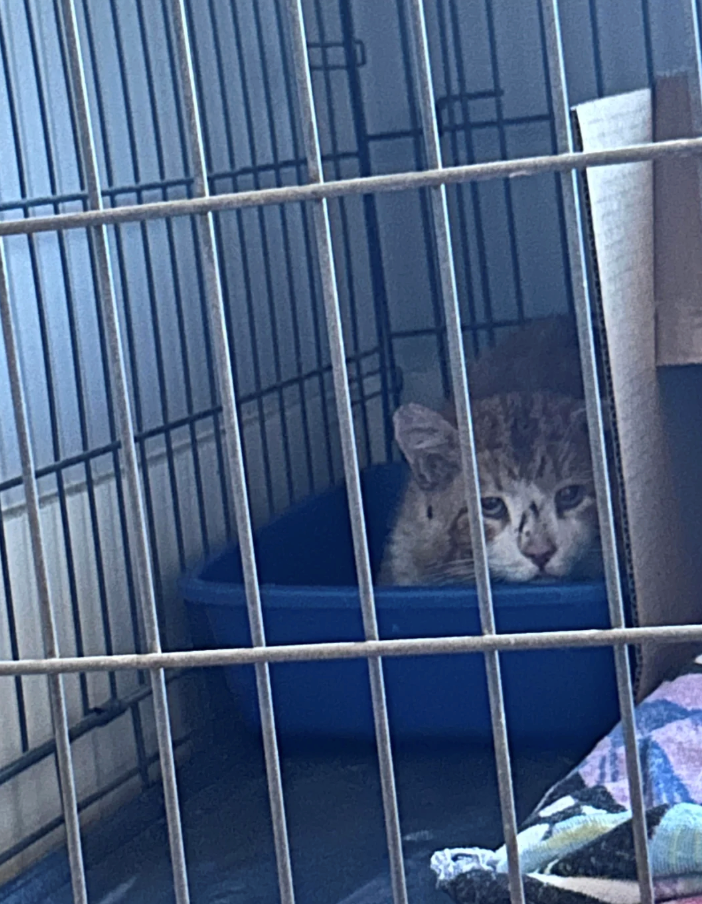 Cheezburger Image 10620590080