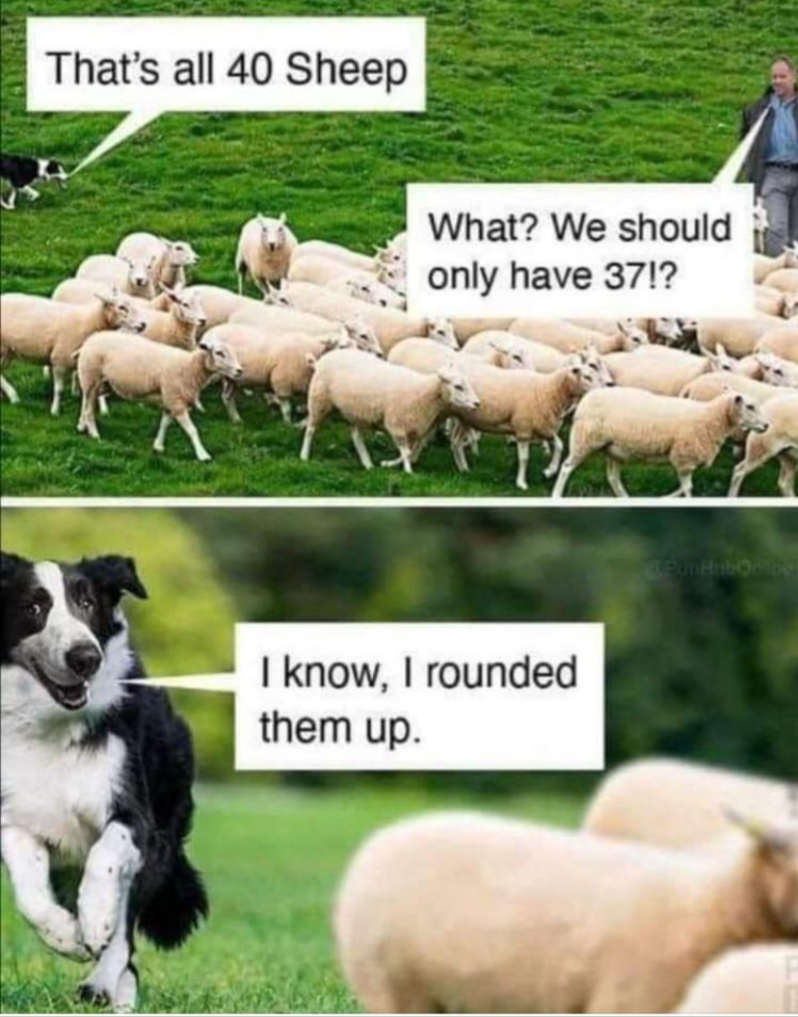 That's all 40 Sheep What? We should only have 37!? I know, I rounded them up.