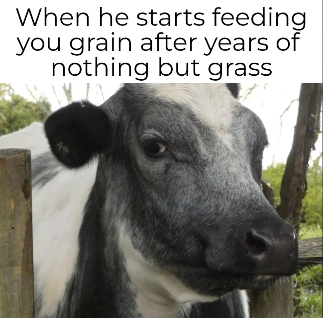 When he starts feeding you grain after years of nothing but grass