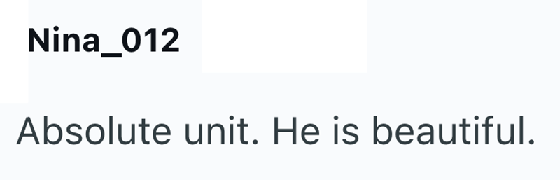 Nina_012 Absolute unit. He is beautiful.