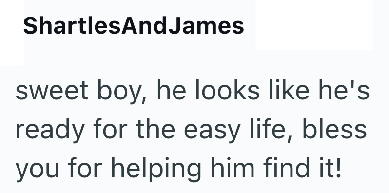 ShartlesAndJames sweet boy, he looks like he's ready for the easy life, bless you for helping him find it!