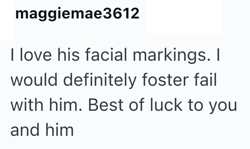 maggiemae3612 I love his facial markings. I would definitely foster fail with him. Best of luck to you and him