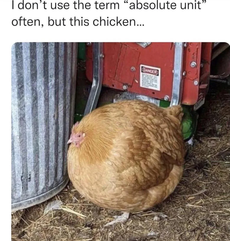 I don't use the term "absolute unit' often, but this chicken... DANGER