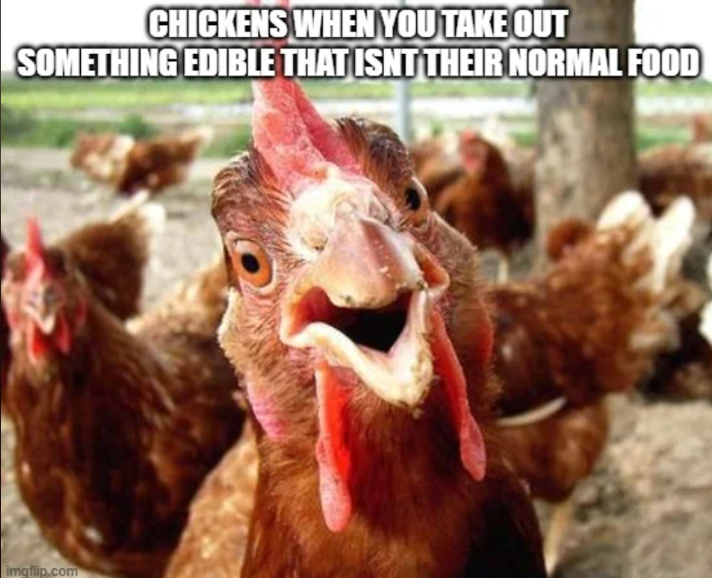 CHICKENS WHEN YOU TAKE OUT SOMETHING EDIBLE THAT ISNT THEIR NORMAL FOOD imgflip.com