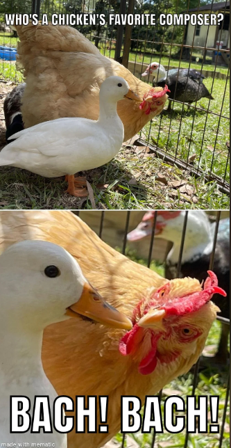 WHO'S A CHICKEN'S FAVORITE COMPOSER? BACH! BACH! made with mematic