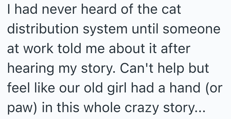 I had never heard of the cat distribution system until someone at work told me about it after hearing my story. Can't help but feel like our old girl had a hand (or paw) in this whole crazy story...