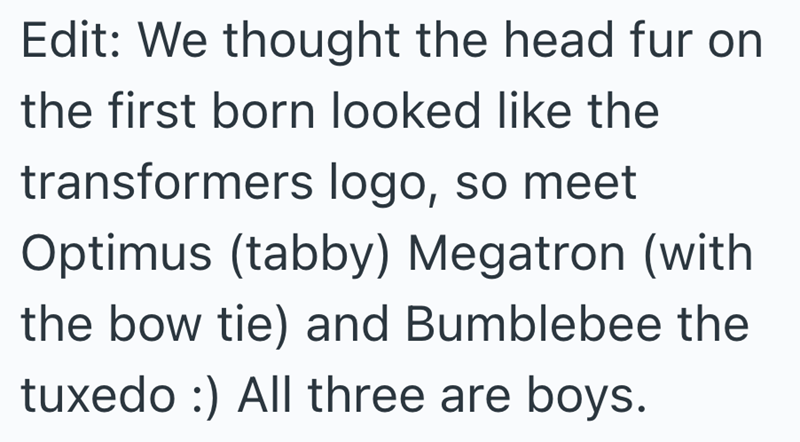 Edit: We thought the head fur on the first born looked like the transformers logo, so meet Optimus (tabby) Megatron (with the bow tie) and Bumblebee the tuxedo :) All three are boys.