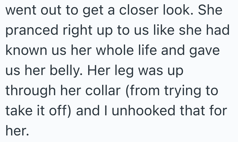 went out to get a closer look. She pranced right up to us like she had known us her whole life and gave us her belly. Her leg was up through her collar (from trying to take it off) and I unhooked that for her.