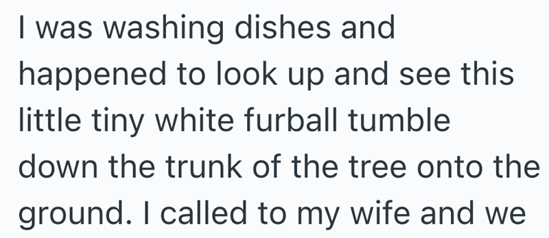 I was washing dishes and happened to look up and see this little tiny white furball tumble down the trunk of the tree onto the ground. I called to my wife and we