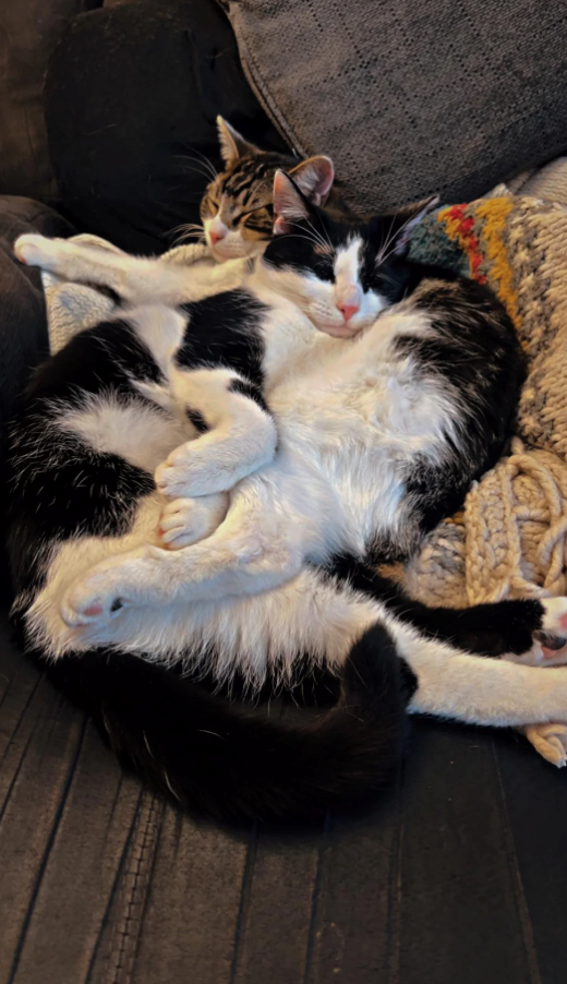 Cheezburger Image 10620599296