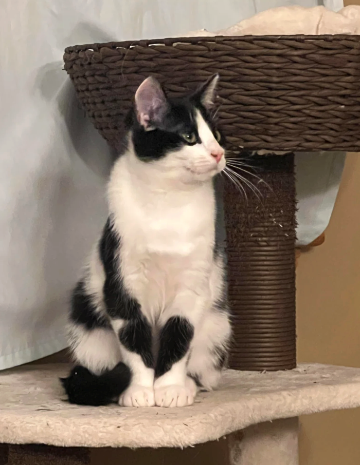 Cheezburger Image 10620599808