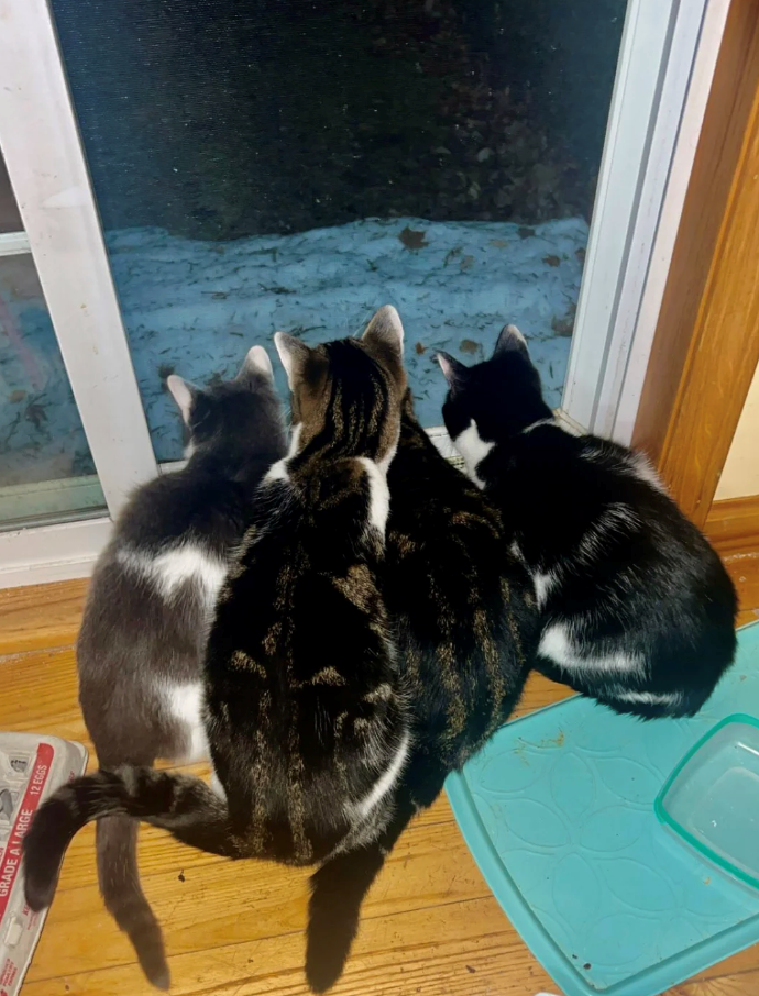 GRADE A LARGE 12 EGGS