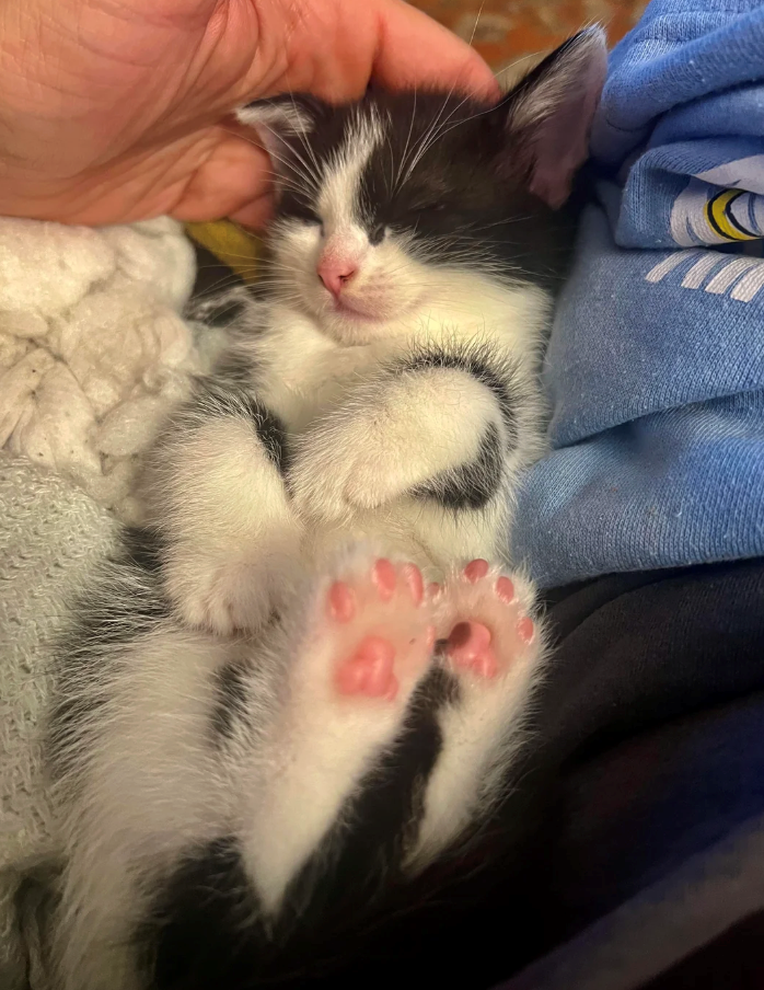 Cheezburger Image 10620600832