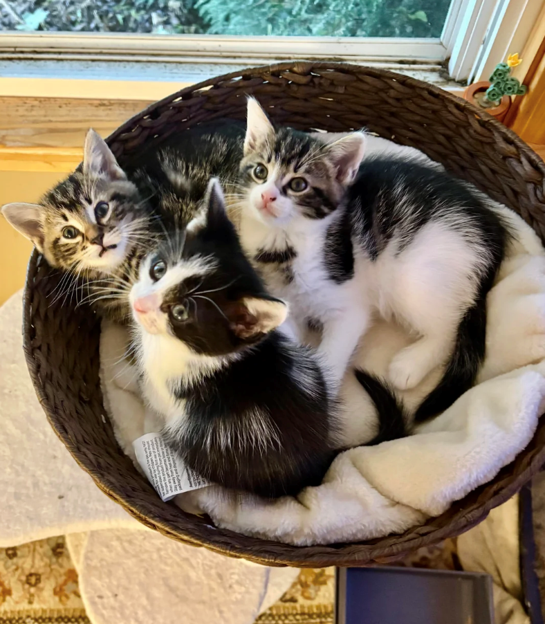 Cheezburger Image 10620601088