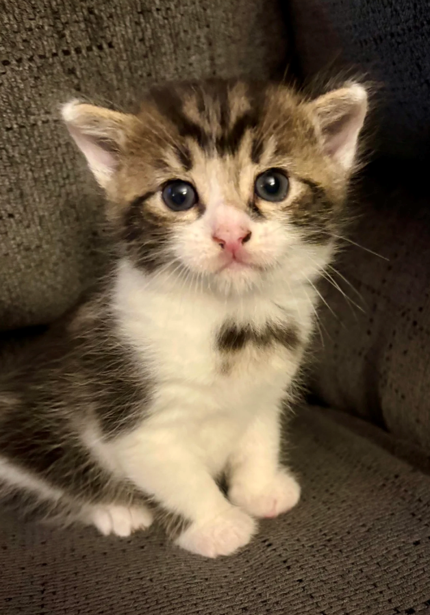 Cheezburger Image 10620601600